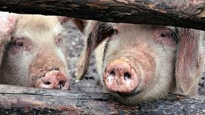 Bani în plus pentru eradicarea pestei porcine. Ce Nu S A FÄcut Pentru A Proteja Romania De Pesta PorcinÄ AfricanÄ Lumea Satului