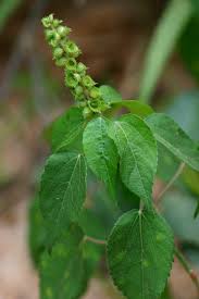 Image result for Acalypha ornata