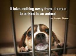 Animals Australia On Twitter Animals Animal Quotes Dog Quotes