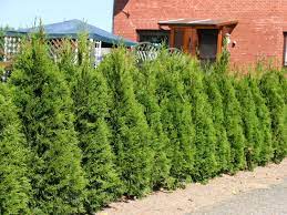 Wunderschöne pflanzen zu fairen preisen. Lebensbaum Smaragd Thuja Occidentalis Smaragd Baumschule Horstmann