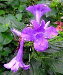 Image result for Barleria