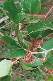 Image result for Rhoicissus tridentata