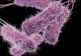 Typhus, also known as typhus fever, is a group of infectious diseases that include epidemic typhus, scrub typhus, and murine typhus. Tifus Uzroci Simptomi I Lijecenje Kreni Zdravo