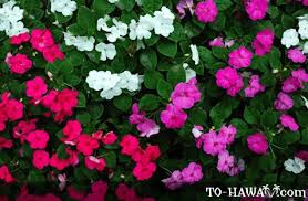 Image result for Impatiens wallerana
