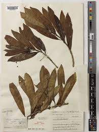 Image result for Warburgia ugandensis