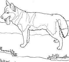 The siberian husky is a sled dog of medium size. A Siberian Husky Coloring Page Free Printable Coloring Pages For Kids