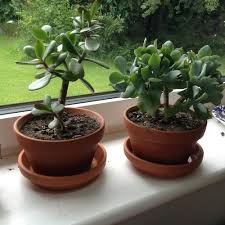 Maybe you would like to learn more about one of these? How To Take Care Of Your Friendship Plant Jade Plant Which Will Bring You Luck And Fortune Plant Talk Nurserylive Wikipedia