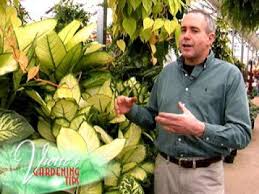 Dieffenbachia Care How To Grow The Dumb Cane Plant Dumb Cane Plant Dieffenbachia Care Palm House Plants