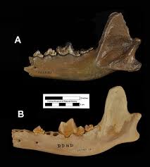 The dire wolf (canis dirus, fearsome dog or aenocyon dirus, terrible wolf) is an extinct canine. Canis Dirus Florida Vertebrate Fossils