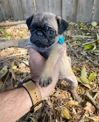See more ideas about pug puppies, puppies, black pug. Pug Puppies Pug Puppies Greensboro Nc Facebook