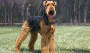 Airedale Terrier Breed Information