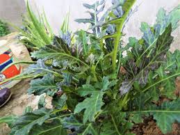 Image result for Gynura pseudochina