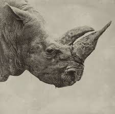 Panzer Division By Steven Miljavac Via 500px Animals Beautiful Animals Cute Animals