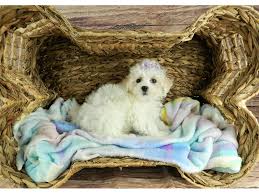 Jul 16, 2021 · browse thru thousands poodle (miniature) dogs for adoption near in usa area listings on puppyfinder.com to find your perfect match. Maltipoo Puppies Petland Orlando South