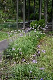 Image result for Tulbaghia sp. cf. violacea