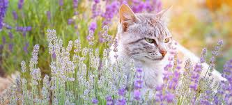 Image result for pet in garden