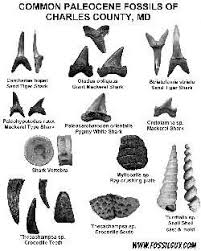 Fossil Identification Sheets New York Maryland Virginia