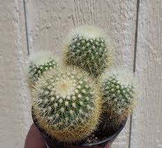 Cactus spines are harvested from a grown cactus in the cactus patch in al kharid and grants 25 farming experience for each spine. Bristle Brush Cactus Cluster Mammillaria Pilcayensis Cactus Flowers Succulents