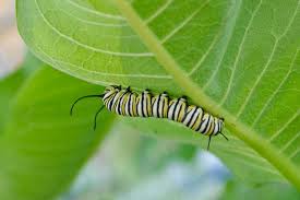 Kamu juga bisa mengubah tidak hanya ke indonesia saja, melainkan ke bahasa apapun asalkan tau kode. Musim Ulat Basmi Ulat Dari Tanaman Dengan Langkah Berikut Ini Halaman All Kompas Com