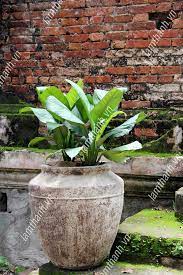 Lam Thanh Is A Pottery Planter Wholesaler In Vietnam We Offer High Quality Indoor And Outdoor Pottery Garden Items Garden Pottery Outdoor Pottery Garden Items