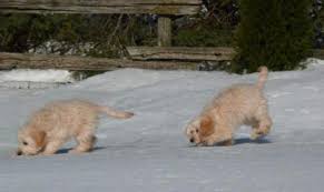 They have quickly become one of america's favorite dogs. Mini Golden Retriever Ontario Canada Cute Doggies And Puppies Free Images