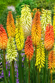 Image result for Kniphofia