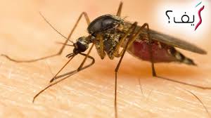 كيف تعالج لسعات البعوض 9 علاجات منزلية فعالة Youtube