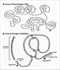 Schematic Illustration Of Human Plasminogen Plg And Its Kringle Download Scientific Diagram