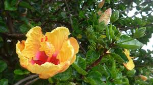 Check spelling or type a new query. 15 Bright Yellow Perennials To Brighten Up Your Garden Gardening