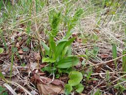 Image result for Ozoroa viridis