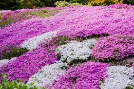 It is included in an evolving list of plants carefully researched and chosen by rhs experts. Phlox Tipps Zum Pflanzen Pflegen Vermehren Plantura