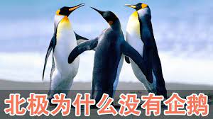 pin by 之最世界on 为什么 animals penguins