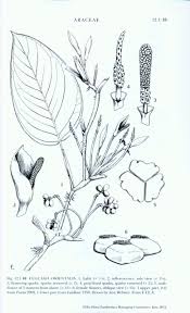 Image result for Culcasia orientalis