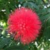 More images for australian native pom pom tree » Https Encrypted Tbn0 Gstatic Com Images Q Tbn And9gcqstk6t9aaknoxlkmx2lc9shrguziyplzzzyxlvuanq4oo4xulm Usqp Cau