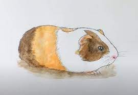 An older guinea pig with a younger guinea pig is a good option (larger to smaller one). How To Draw A Guinea Pig Step By Step For Beginners