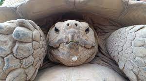 Lonesome George Was The Last Pinta Island Tortoise