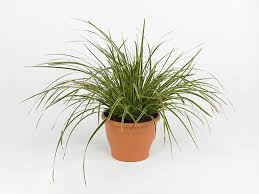 Image result for Carex mannii