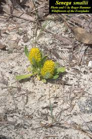 Image result for Polygala arenicola