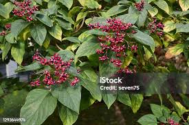Image result for Clerodendrum umbellatum