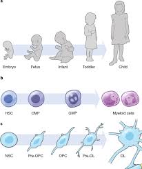 Most childhood cancers originate from the mesodermal germ layer that gives rise to connective tissue, bone cartilage, muscle, blood, blood vessels, gonads, kidney, and the lymphatic system. Developmental Origins And Emerging Therapeutic Opportunities For Childhood Cancer Nature Medicine