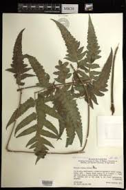 Image result for Blotiella bouxiniana