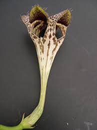 Image result for Ceropegia monteiroae