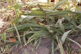 Image result for Chlorophytum affine