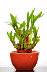 So, it is advised that you place your plant at a humid place. Interesting Facts About Lucky Bamboo Plant Ferns N Petals