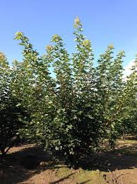 Maybe you would like to learn more about one of these? Acer Truncatum Pacific Sunset Chinesischer Waldahorn Chinesischer Spitzahorn