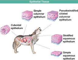 The nine applications of animal cell culture are: Anatomical Diagram Of Animal Tissues Tissue Types Stratified Squamous Epithelium Animals