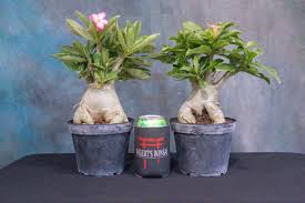 Image result for Adenium