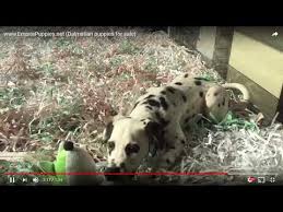 Contact texas dalmatian breeders near you using our free dalmatian breeder search tool below! Dalmatian Puppies For Sale From Reputable Dog Breeders