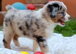 Australian shepherd breeders in australia and new zealand. Wurf Fairy Floss Miss Moneypenny X Radiant Lethal Weapon Riggs 10th Aniversary Fairy Floss Mini Aussies Miniature Australian Shepherd