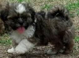 We did not find results for: Shih Tzu Puppies 8 Weeks Old For Sale In Clermont Florida Classified Americanlisted Com